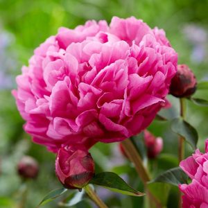 Paeonia lactiflora Kansas - Lágyszárú bazsarózsa