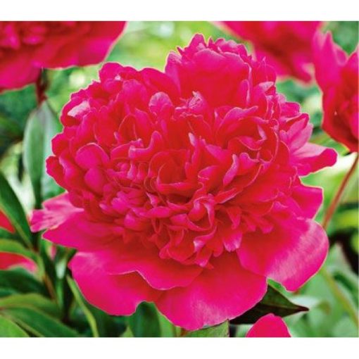 Paeonia Renato - Bazsarózsa