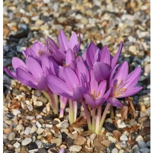 Colchium Nancy Lindsay - Őszi kikerics