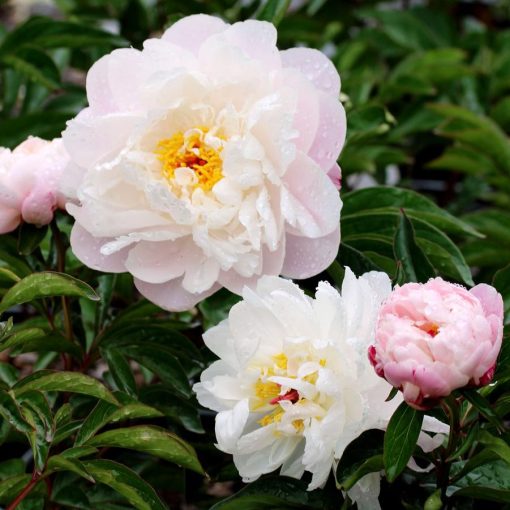 Paeonia Lady Alexander Duff - Bazsarózsa