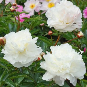 Paeonia lactiflora Marie Lemoine - Lágyszárú bazsarózsa