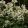 Corydalis solida Snowy Owl - Keltike