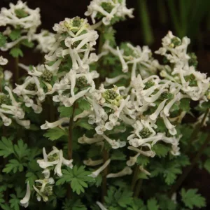 Corydalis solida Snowy Owl - Keltike