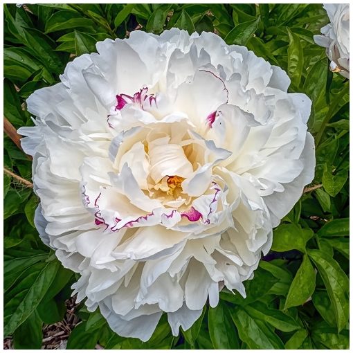 Paeonia Boule de Neige - Bazsarózsa