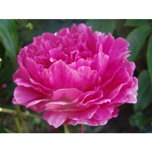 Paeonia Festivity - Bazsarózsa