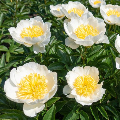 Paeonia Jan van Leeuwen - Bazsarózsa