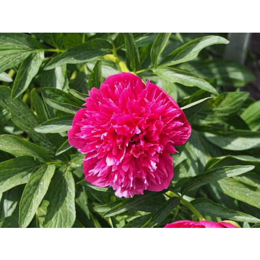 Paeonia Rosea Plena - Bazsarózsa (2/3)