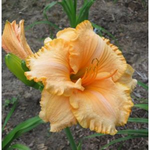 Hemerocallis Apricot Jade - Sásliliom