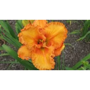 Hemerocallis Forsyth Wrinkles And Crinkles - Sásliliom