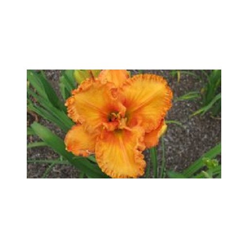 Hemerocallis Forsyth Wrinkles And Crinkles - Sásliliom