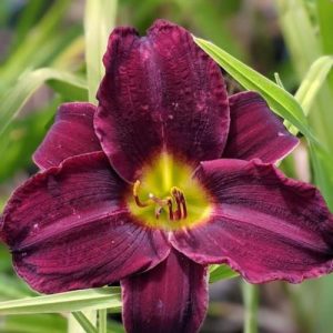 Hemerocallis Purple Rain Dance - Sásliliom