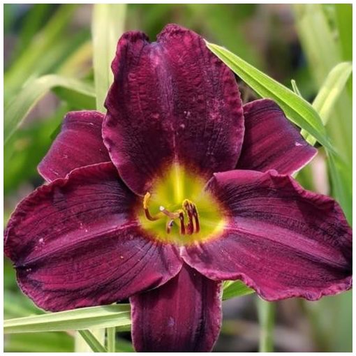 Hemerocallis Purple Rain Dance - Sásliliom