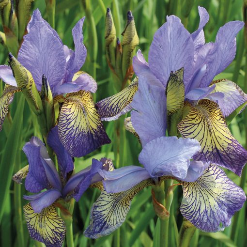 Iris siberica Banish Misfortune - Szibériai írisz