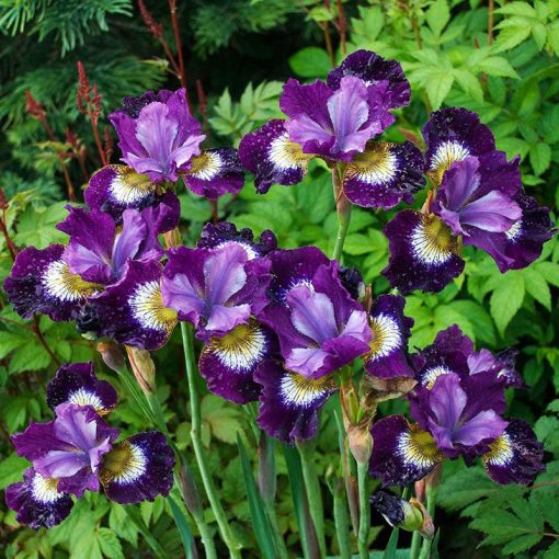 Iris siberica Contrast In Style - Szibériai írisz