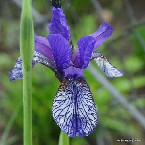 Iris siberica Flying Of Butterflies - Szibériai írisz