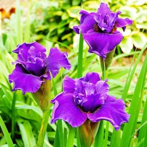 Iris siberica Ruffled Plus - Szibériai írisz
