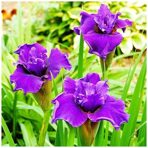 Iris siberica Ruffled Plus - Szibériai írisz