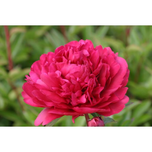 Paeonia Paula M Wild - Bazsarózsa