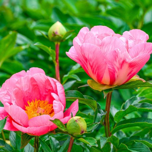 Paeonia Lovely Rose - Bazsarózsa