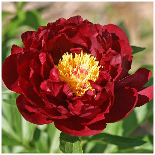 Paeonia Red Glory - Bazsarózsa