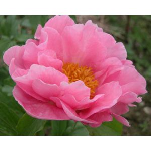 Paeonia Salmon Chiffon - Bazsarózsa