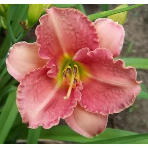 Hemerocallis Broadway Pink Slipper - Sásliliom