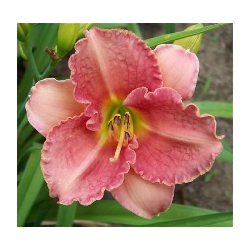 Hemerocallis Broadway Pink Slipper - Sásliliom