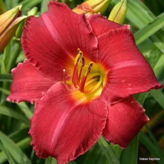 Sásliliom (Hemerocallis)