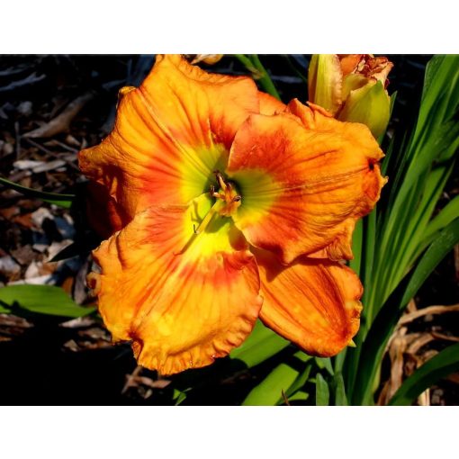 Hemerocallis Joshua Nathan Allen - Sásliliom