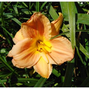 Hemerocallis Longfields Goldfish - Sásliliom