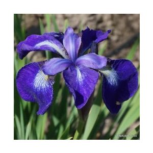 Iris siberica Nagareboshi - Szibériai írisz
