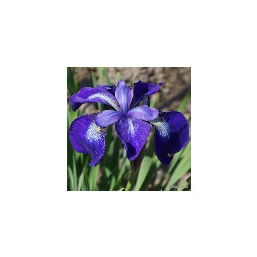 Iris siberica Nagareboshi - Szibériai írisz