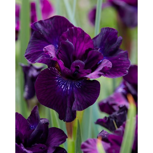 Iris siberica Purplelicious - Szibériai írisz