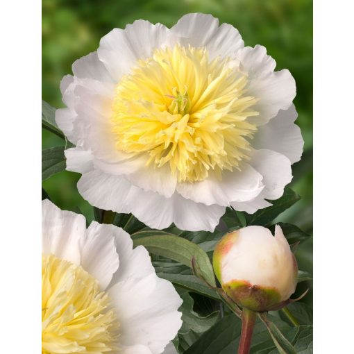 Paeonia Honey Gold - Bazsarózsa