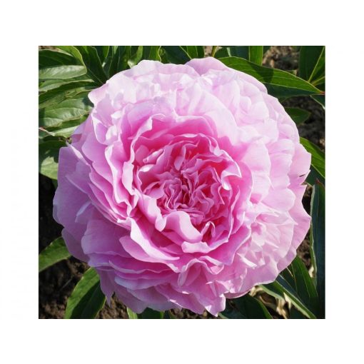 Paeonia Suzie Q - Bazsarózsa