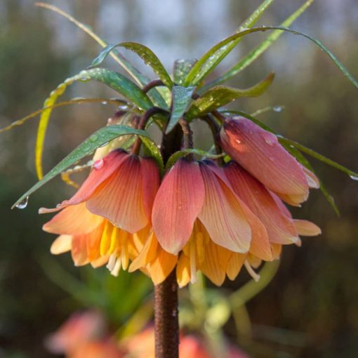 Fritillaria imperialis Early Fantasy - Császárkorona