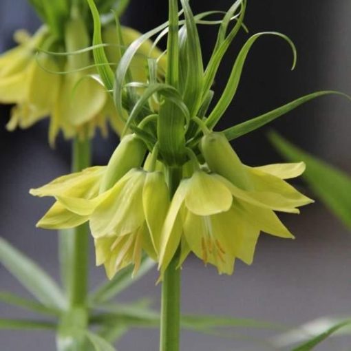 Fritillaria imperialis Early Passion - Császárkorona