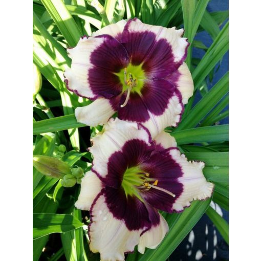 Hemerocallis Blackberries And Cream - Sásliliom