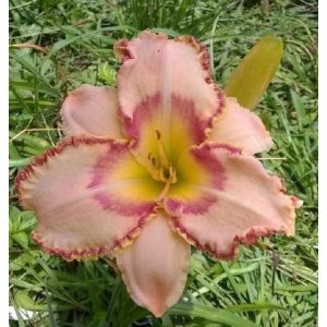 Hemerocallis Queens Coronation - Sásliliom