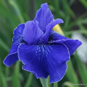 Iris siberica Jaybird - Szibériai írisz