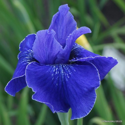 Iris siberica Jaybird - Szibériai írisz