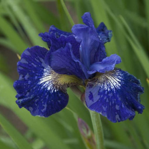 Iris siberica Over In Gloryland - Szibériai írisz