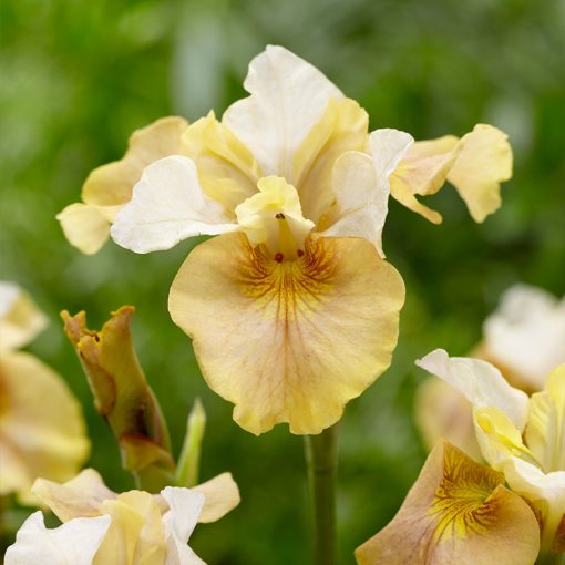 Iris siberica White Amber - Szibériai írisz