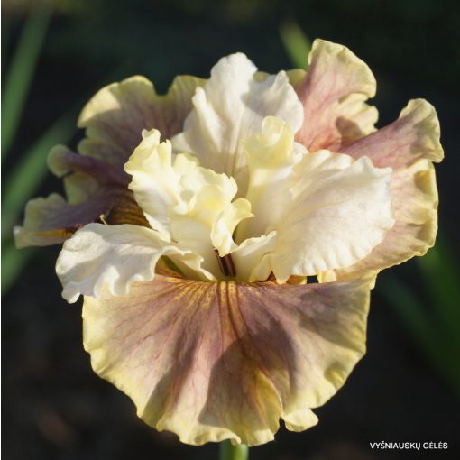 Iris siberica Wynne Magnolia - Szibériai írisz