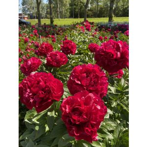 Paeonia Henry Bockstoce - Bazsarózsa