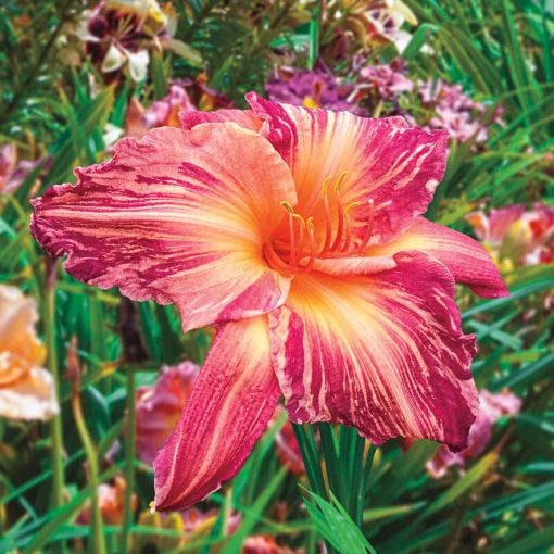 Hemerocallis Pink Stripes - Sásliliom