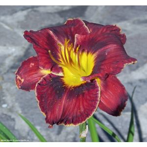 Hemerocallis Purplelicious - Sásliliom