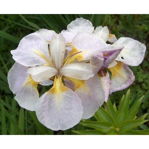 Iris siberica Ama No Hana - Szibériai írisz