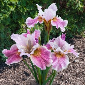 Iris siberica Fancy Me This - Szibériai írisz