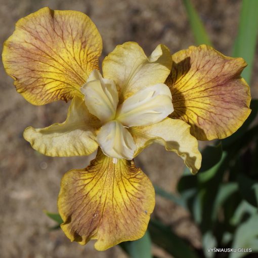 Iris siberica Flying Fiddles - Szibériai írisz